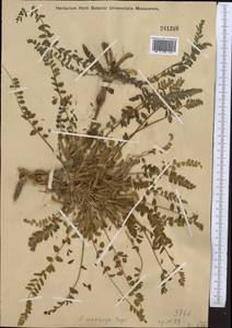 Astragalus macronyx Bunge, Middle Asia, Western Tian Shan & Karatau (M3)