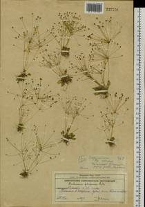 Androsace filiformis Retz., Siberia, Chukotka & Kamchatka (S7) (Russia)