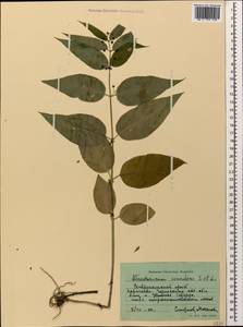 Vincetoxicum scandens Sommier & Levier, Caucasus, Stavropol Krai, Karachay-Cherkessia & Kabardino-Balkaria (K1b) (Russia)