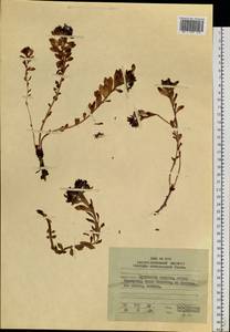 Rhodiola integrifolia subsp. integrifolia, Siberia, Russian Far East (S6) (Russia)