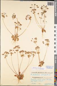 Androsace maxima L., Eastern Europe, North Ukrainian region (E11) (Ukraine)