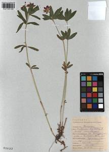 KUZ 000 836, Trifolium lupinaster L., Siberia, Altai & Sayany Mountains (S2) (Russia)