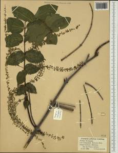 Coriaria arborea Linds., Australia & Oceania (AUSTR) (New Zealand)