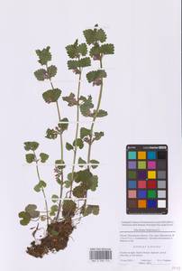 Glechoma hederacea L., Eastern Europe, Moscow region (E4a) (Russia)