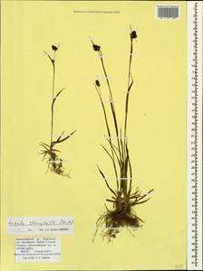 Luzula stenophylla Steud., Caucasus, Krasnodar Krai & Adygea (K1a) (Russia)