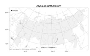 Alyssum umbellatum Desv., Atlas of the Russian Flora (FLORUS) (Russia)