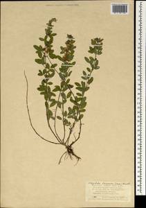 Lespedeza davurica (Laxm.)Schindl., Mongolia (MONG) (Mongolia)