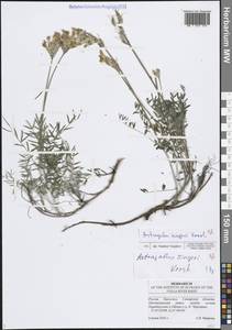 Astragalus zingeri Korsh., Eastern Europe, Middle Volga region (E8) (Russia)