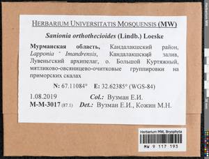 Sanionia orthothecioides (Lindb.) Loeske, Bryophytes, Bryophytes - Karelia, Leningrad & Murmansk Oblasts (B4) (Russia)