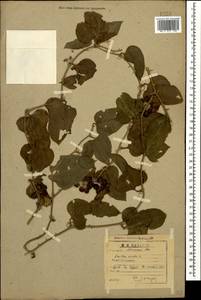 Smilax excelsa L., Caucasus, Abkhazia (K4a) (Abkhazia)