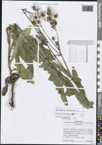 Sonchus arvensis L., Eastern Europe, Middle Volga region (E8) (Russia)