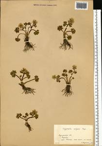 Ranunculus glacialis L., Eastern Europe, Northern region (E1) (Russia)