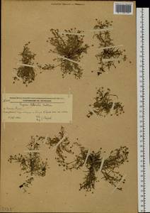 Sagina maxima subsp. maxima, Siberia, Russian Far East (S6) (Russia)