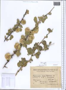 Zygophyllum, Middle Asia, Pamir & Pamiro-Alai (M2) (Tajikistan)