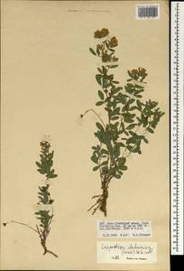 Lespedeza davurica (Laxm.)Schindl., Mongolia (MONG) (Mongolia)