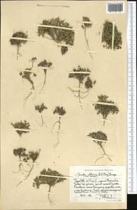 Draba altaica (C. A. Mey.) Bunge, Middle Asia, Pamir & Pamiro-Alai (M2) (Tajikistan)