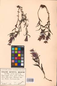 MHA 0 161 299, Castilleja arctica, Siberia, Western Siberia (S1) (Russia)