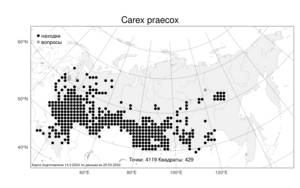 Carex praecox Schreb., Atlas of the Russian Flora (FLORUS) (Russia)