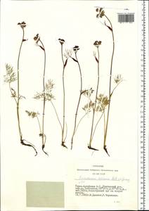 Ostericum tenuifolium (Pall. ex Spreng.) Y. C. Chu, Siberia, Altai & Sayany Mountains (S2) (Russia)