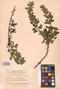 Chamaecytisus ruthenicus (Fisch. ex Woł.) Klásk., Eastern Europe, Eastern region (E10) (Russia)