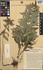 Mentha longifolia subsp. longifolia, Western Europe (EUR) (Austria)
