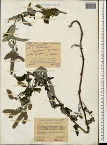 Mentha longifolia (L.) Huds., Caucasus, North Ossetia, Ingushetia & Chechnya (K1c) (Russia)