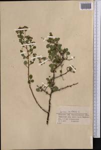 Spiraea trilobata L., Middle Asia, Dzungarian Alatau & Tarbagatai (M5) (Kazakhstan)