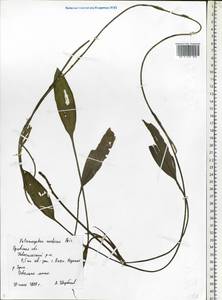 Potamogeton nodosus Poir., Eastern Europe, Central forest-and-steppe region (E6) (Russia)