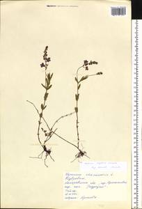 Veronica krylovii Schischk., Siberia, Altai & Sayany Mountains (S2) (Russia)