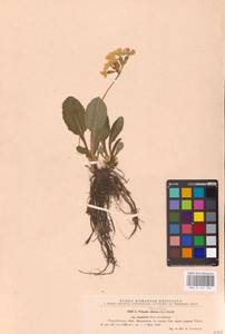 Primula elatior subsp. elatior, Western Europe (EUR) (Romania)