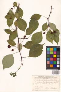 Malus baccata (L.) Borkh., Eastern Europe, Moscow region (E4a) (Russia)