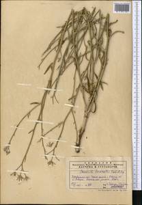 Chondrilla brevirostris Fisch. & C. A. Mey., Middle Asia, Pamir & Pamiro-Alai (M2)