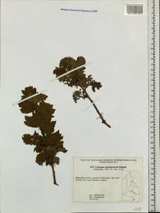 Crataegus maximowiczii C. K. Schneid., Siberia, Russian Far East (S6) (Russia)