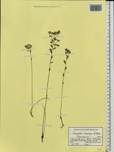 Euphorbia sareptana Becker, Eastern Europe, Central forest-and-steppe region (E6) (Russia)