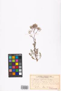 Rorippa sylvestris (L.) Besser, Eastern Europe, Moscow region (E4a) (Russia)