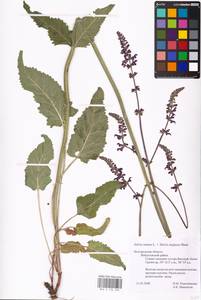 MHA 0 156 260, Salvia nutans × stepposa, Eastern Europe, Central forest-and-steppe region (E6) (Russia)
