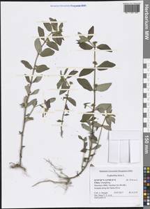 Euphorbia hirta L., South Asia, South Asia (Asia outside ex-Soviet states and Mongolia) (ASIA) (China)