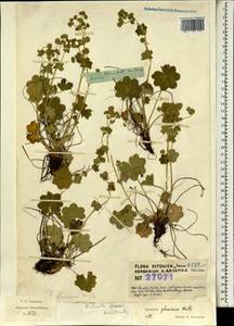 Alchemilla glaucescens Wallr., Eastern Europe, Estonia (E2c) (Estonia)