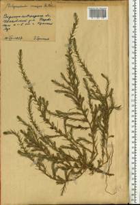 Polycnemum majus A. Braun, Eastern Europe, South Ukrainian region (E12) (Ukraine)