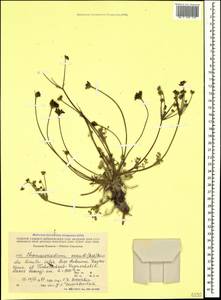 Chamaesciadium acaule (M. Bieb.) Boiss., Caucasus, Dagestan (K2) (Russia)