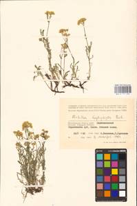 Achillea leptophylla M. Bieb., Eastern Europe, Lower Volga region (E9) (Russia)