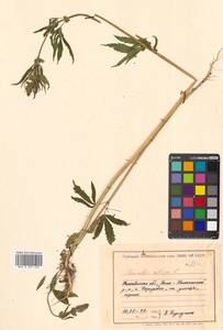 Cannabis sativa L., Siberia, Chukotka & Kamchatka (S7) (Russia)