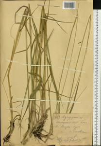 Agropyron, Siberia, Western (Kazakhstan) Altai Mountains (S2a) (Kazakhstan)