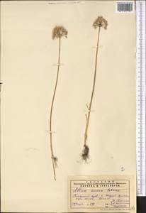 Allium caesium Schrenk, Middle Asia, Pamir & Pamiro-Alai (M2) (Uzbekistan)