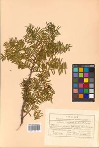 Taxus cuspidata Siebold & Zucc., Siberia, Russian Far East (S6) (Russia)