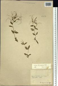 Epilobium hornemannii Rchb., Siberia, Chukotka & Kamchatka (S7) (Russia)
