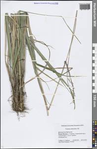 Festuca altissima All., Eastern Europe, Moscow region (E4a) (Russia)