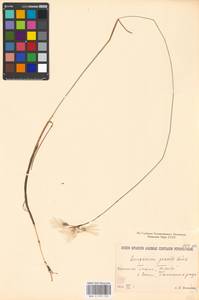 Eriophorum gracile W.D.J.Koch, Eastern Europe, North-Western region (E2) (Russia)