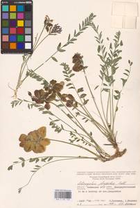 Astragalus physodes L., Eastern Europe, Lower Volga region (E9) (Russia)