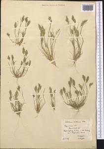 Schismus arabicus Nees, Middle Asia, Karakum (M6) (Turkmenistan)